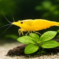 Yellow Fire Shrimp (Neocaridina davidi) — close view showing fin and scale detail — representative image - view 4