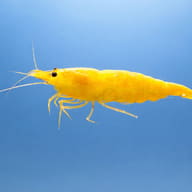 Yellow Fire Shrimp (Neocaridina davidi) — side profile on a plain background — representative image - view 3