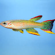Yellow-Green Gabon Killie in side view against a plain blue background - view 3