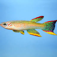Yellow-Green Gabon Killie (Aphyosemion gabunense) side profile aquarium visual — representative image - view 3
