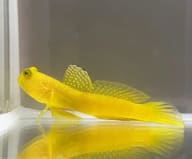 Yellow prawn-goby resting on a clear tank bottom with its reflection below - view 5