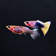 Yellow Tuxedo Glass Belly guppy pair on a dark background, showing the transparent glass belly and tuxedo pattern - view 2