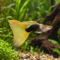 Male Yellow Tuxedo guppy with a cream-yellow front, black tuxedo rear and large pale yellow tail in a planted aquarium - view 1