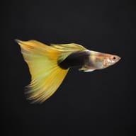Male Yellow Tuxedo guppy on a dark background, showing the black tuxedo rear half and pale yellow tail and dorsal fin - view 2