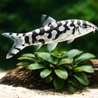 Yoyo Loach — Loach & Algae Eater — close view showing fin and scale detail — representative image - view 4