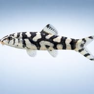 Yoyo Loach — Loach & Algae Eater — side profile on a plain background — representative image - view 3