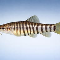 Yunnanilus cruciatus 3 — side profile on a plain background — representative image - view 3
