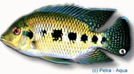 Spotted Tilapia / Tiger Cichlid (Pelmatolapia mariae) 0993 - view 5