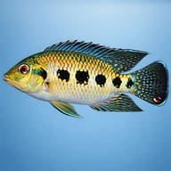 Spotted Tilapia / Tiger Cichlid (Pelmatolapia mariae) - side profile — representative image - view 3