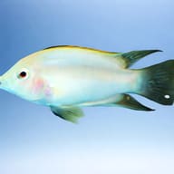 Zebra Cichlid xant. — side profile on a plain background — representative image - view 3