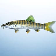Zebra Loach, Banded Loach — side profile on a plain background — representative image - view 3