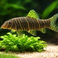 Zebra Loach (Botia striata) — close view showing fin and scale detail — representative image - view 4