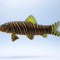 Zebra Loach (Botia striata) — side profile on a plain background — representative image - view 3