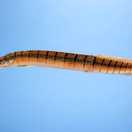 Zebra Spiny Eel (Mastacembelus zebrinus) — side profile on a plain background — representative image - view 3
