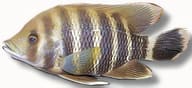 Zebra Tilapia / Buttikoferi Cichlid (Heterotilapia buettikoferi) - view 5
