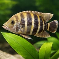 Zebra Tilapia / Buttikoferi Cichlid (Heterotilapia buettikoferi) - scale and plant detail — representative image - view 4