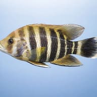 Zebra Tilapia / Buttikoferi Cichlid (Heterotilapia buettikoferi) - side profile — representative image - view 3