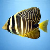 Sailfin Tang in side profile with tall striped fins against a light blue background - view 3