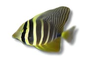 Sailfin Tang with pale vertical bands and a tall dorsal fin against white - view 5