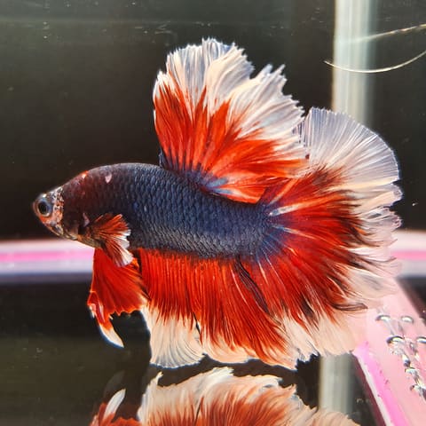 Butterfly Halfmoon Betta Male (Betta splendens)
