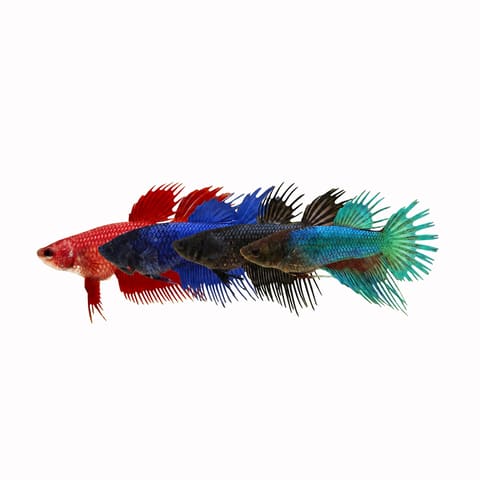 Crowntail Female Betta (Betta splendens)