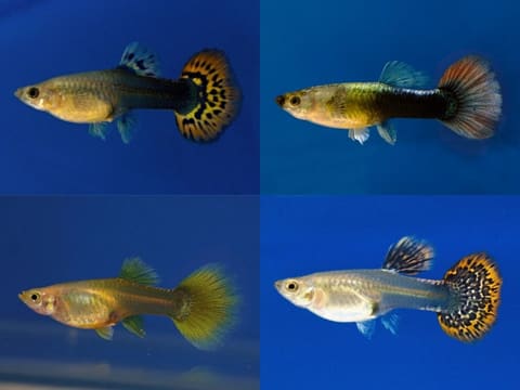Four mixed-colour female guppies with varied tails against blue backgrounds