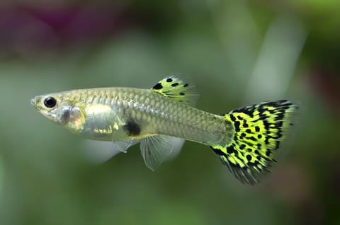Green Cobra Female Guppy with black-spotted yellow-green fins swimming side-on