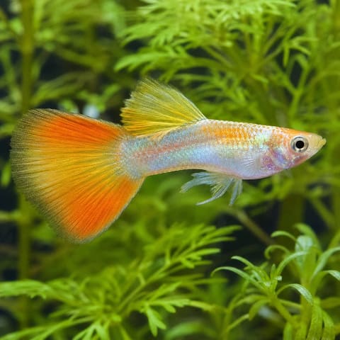 Poecilia reticulata male sunset blonde