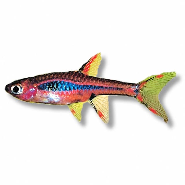 Chili rasbora (Boraras brigittae) on a white background, showing a red body, iridescent blue side stripe and red-spotted fins