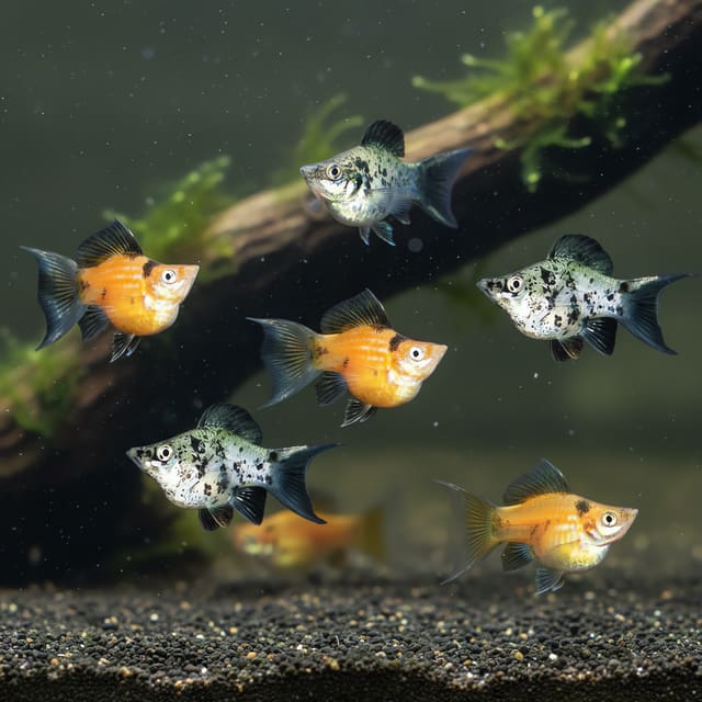 10 X Assorted Balloon Molly (Poecilia cf. latipinna)
