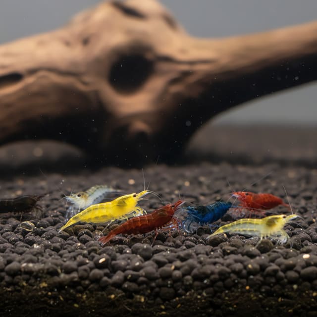 10 X Assorted Cherry Shrimp (Neocaridina davidi mix)
