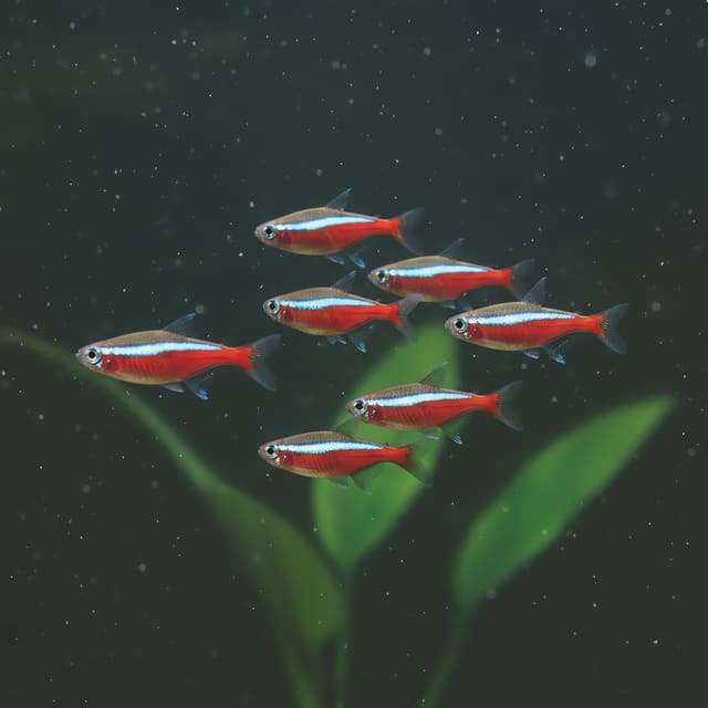 10 X Cardinal Tetras (Cheirodon axelrodi CB)