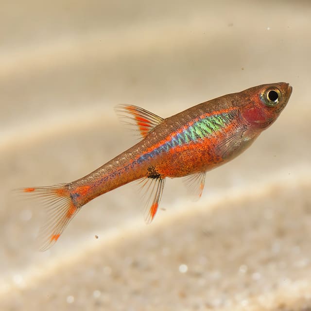 10 × Chili Rasboras (Boraras brigittae)