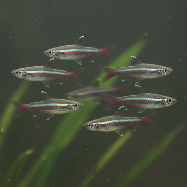 10 X Dwarf Pencilfish (Nannostomus marginatus)