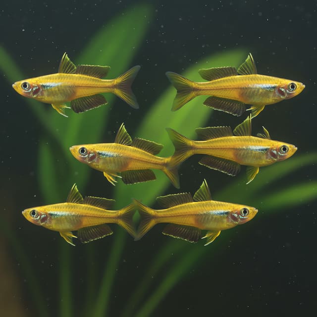 10 X Forked-Tail Rainbowfish (Popondetta furcata)