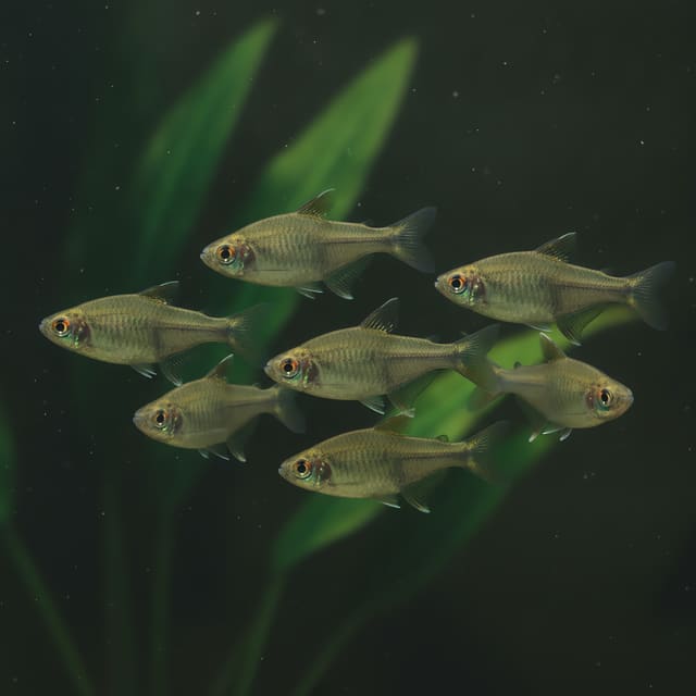 10 X Lemon Tetra (Hyphessobrycon pulchripinnis)