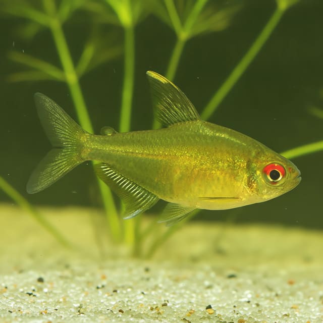 10 × Lemon Tetras (Hyphessobrycon pulchripinnis)