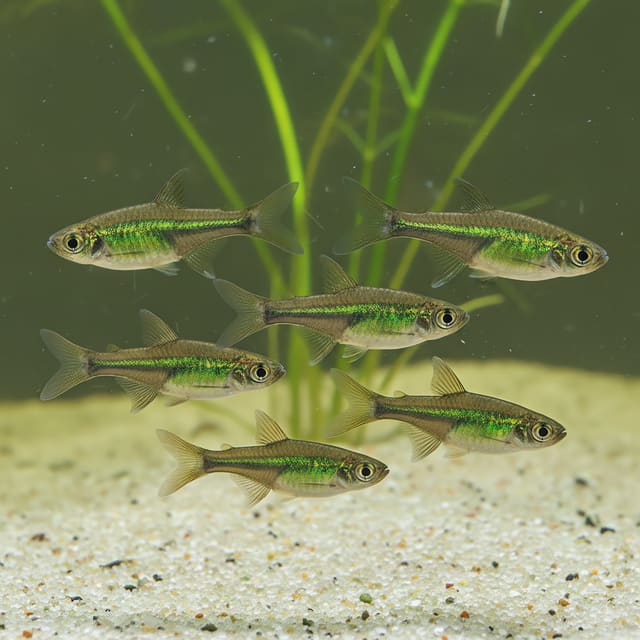 10 X Neon Green Rasboras (Microdevario kubotai)