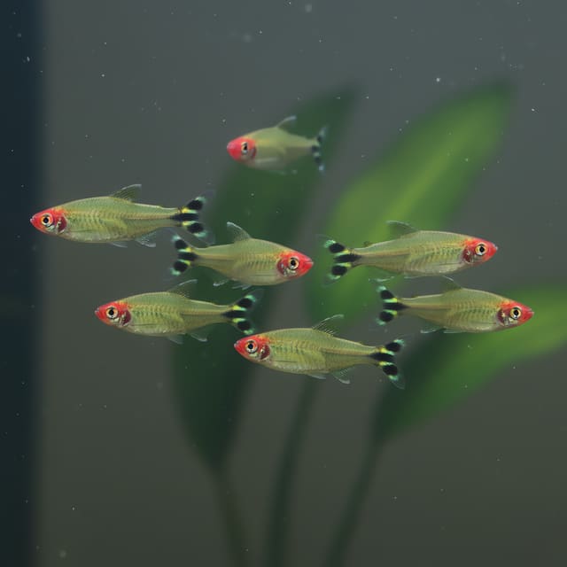 10 X Rummy Nose Tetras (Hemigrammus rhodostomus CB)
