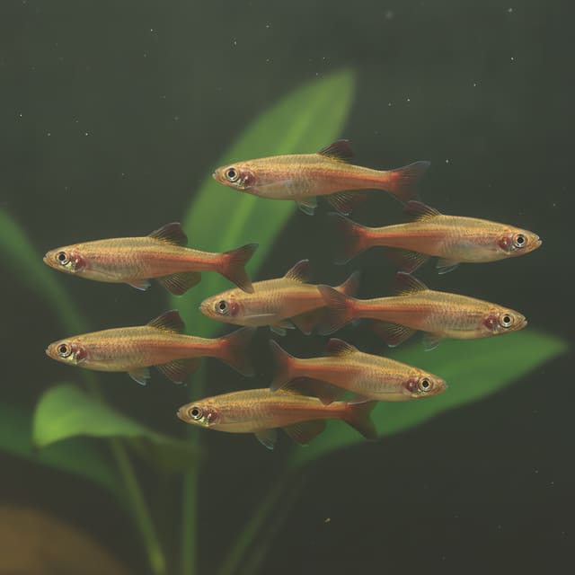 10 X White Cloud Mountain Minnows (Tanichthys albonubes)