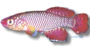 Korthaus Notobranch Red freshwater killi fish from the KILLY FISH family