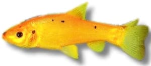 Golden Tench coldwater pond fish from the tench family