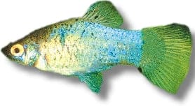 Blue Tuxedo Platy livebearer freshwater fish