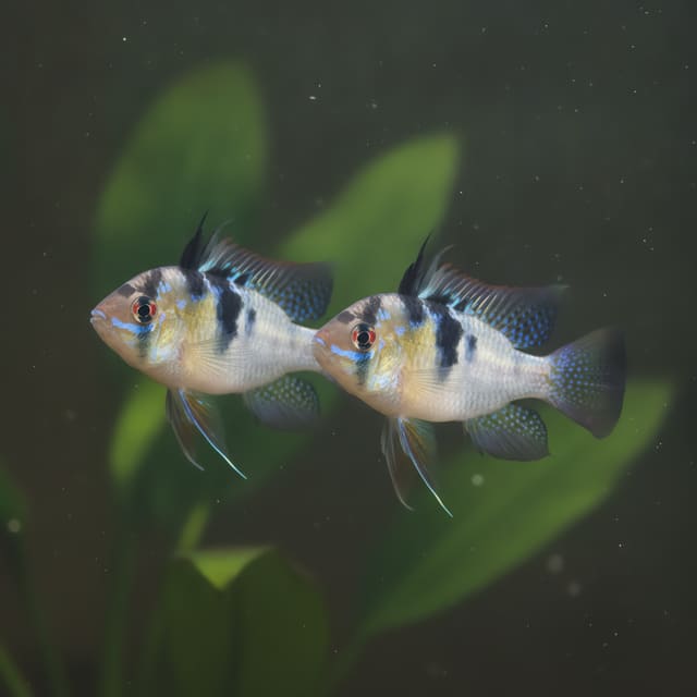 2 X Assorted Ram Cichlid (Papiliochromis ramirezi)