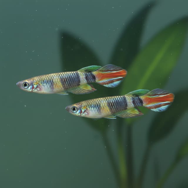 2 X Clown Killifish (Pseudoepiplatys annulatus) - Killifish