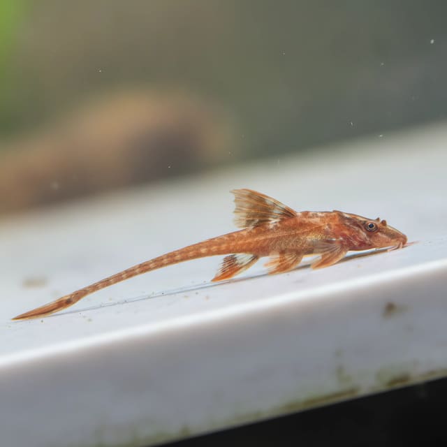 2 X Lanceolate Whiptail Catfish (Rineloricaria lanceolata)