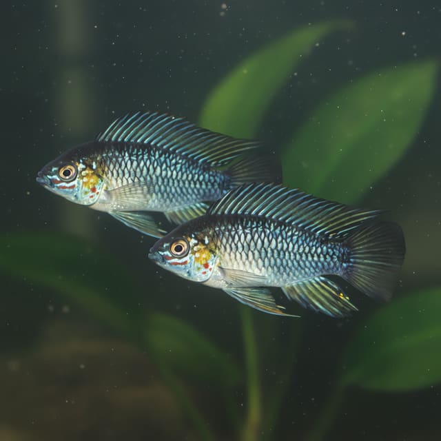 2 X Opal Dwarf Cichlid (Apistogramma sp. opal)