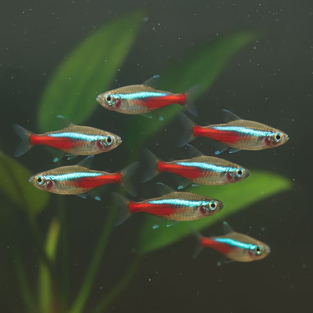 20 X Neon Tetras (Paracheirodon innesi CB)