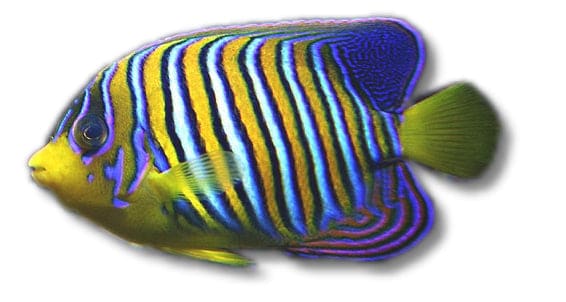 Regal Angelfish saltwater angelfish