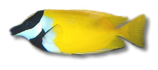 Foxface Rabbitfish saltwater fish from the surgeon fish family